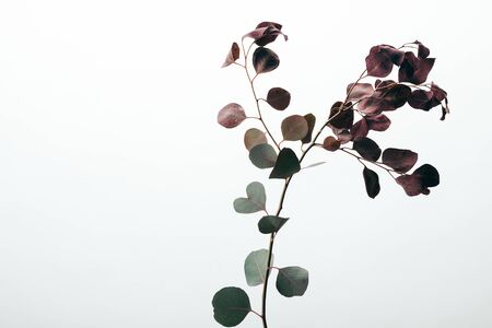 Close up of green eucalyptus plant isolated on white backgroundの写真素材