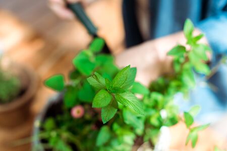 Selective focus of fresh plant with green leavesの写真素材