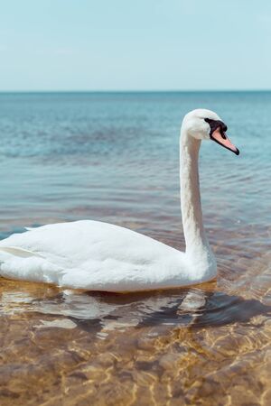 White swan swimming on blue river at sunny day
