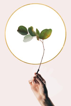 Cropped view of woman holding eucalyptus branch isolated on beige background with white circleの写真素材