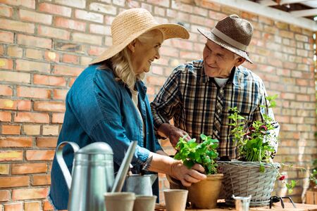 Selective focus of happy senior woman and man in straw hats standing near green plantsの写真素材