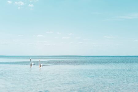 Two white swans swimming on river at sunny dayの写真素材