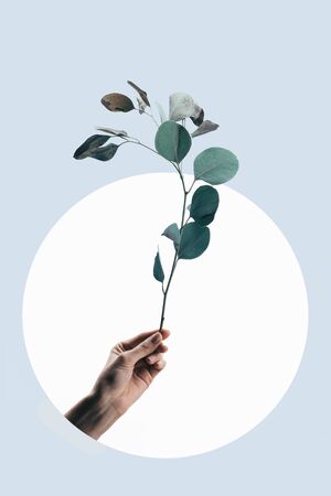 Cropped view of woman holding eucalyptus branch isolated on light blue background with white circleの写真素材