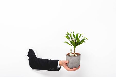 Cropped view of man holding plant with money through hole in paper wall on white backgroundの写真素材