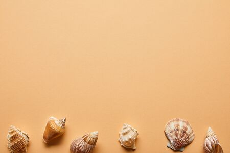 Top view of marine textured seashells on beige background