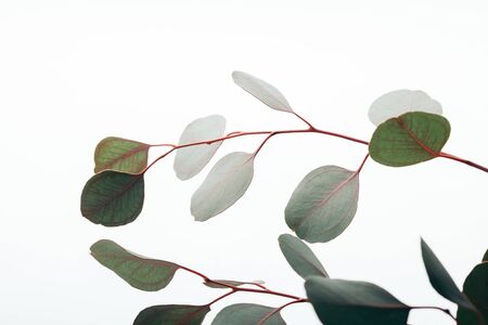 Close up of green eucalyptus branches isolated on white backgroundの写真素材