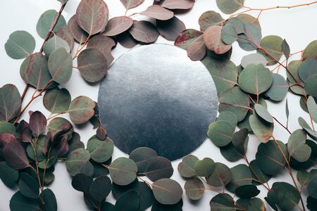 Top view of eucalyptus branches with black round frame on white backgroundの写真素材