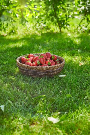 Organic strawberries in wicker bowl on green grass in gardenの写真素材