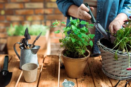 Cropped view of retired woman holding shovel near flowerpot and plantsの写真素材