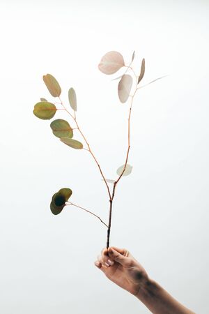 Cropped view of woman holding eucalyptus isolated on white backgroundの写真素材
