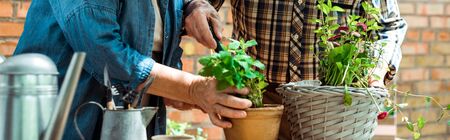 Panoramic shot of senior woman and man standing near green plantsの写真素材