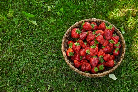 Top view of sweet organic strawberries in wicker basket on green grass backgroundの写真素材
