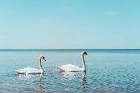 Two white swans swimming on blue river