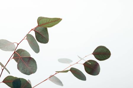Close up of green eucalyptus branches isolated on white backgroundの写真素材