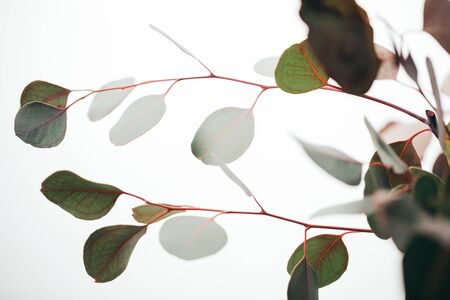 Close up of eucalyptus branches isolated on white backgroundの写真素材