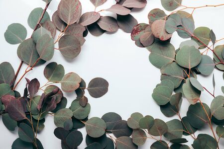 Flame with green eucalyptus leaves on white backgroundの写真素材