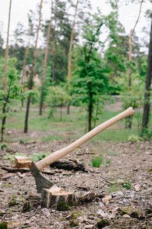 Heavy ax with long wooden handle on wood stump in forestの写真素材
