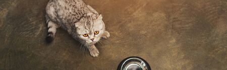 panoramic shot of adorable tabby grey scottish fold cat near bowl on floorの写真素材