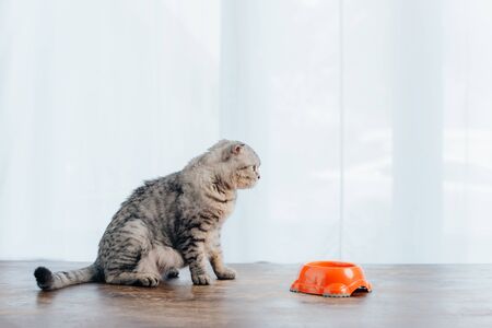 scottish fold cat sitting on table near bowl with pet foodの写真素材