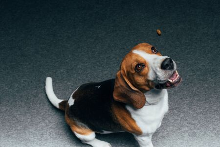 adorable beagle dog sitting on floor and looking upの写真素材