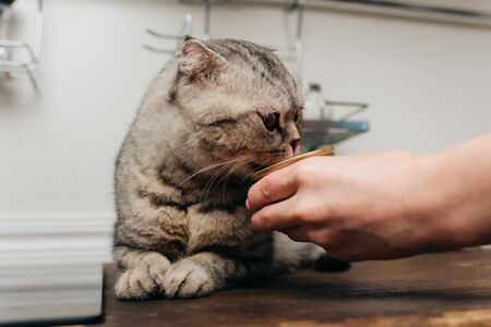 Cropped view of young woman giving scottish fold cat pet food in canの写真素材