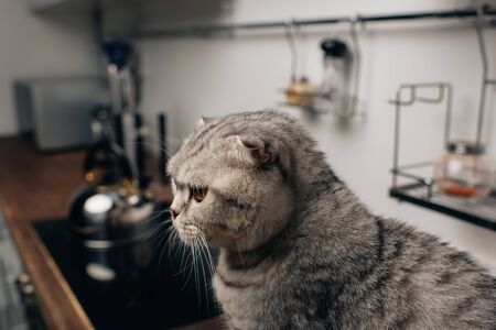 selective focus of adorable scottish fold cat sitting in kitchenの写真素材