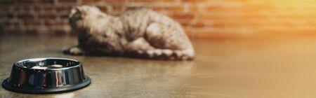 panoramic shot of metal bowl and cat on floor with sunlightの写真素材