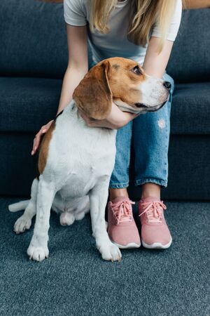 cropped view of young woman sitting on couch and stroking beagle dogの写真素材