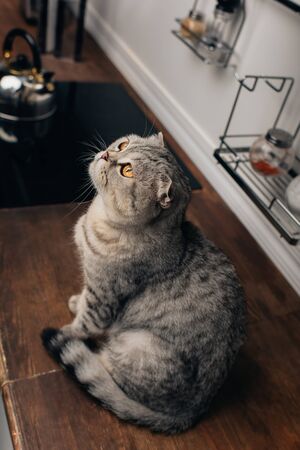 High Angle View of cute grey scottish fold cat sitting on Kitchen Counterの写真素材