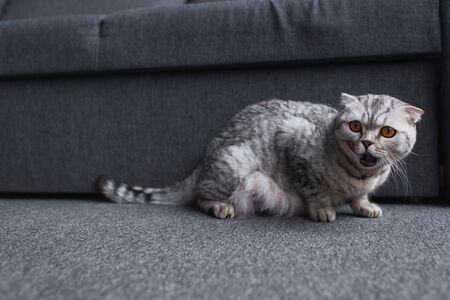 scottish fold cat sitting near couch and meowing in living roomの写真素材