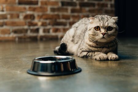 cute tabby scottish fold cat near bowl on floorの写真素材