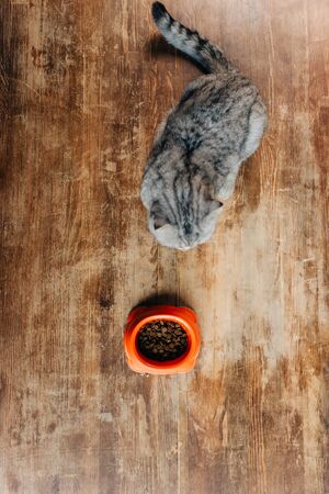 top view of scottish fold cat near bowl with pet food on floorの写真素材