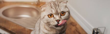 panoramic shot of adorable grey scottish fold cat licking nose in kitchenの写真素材