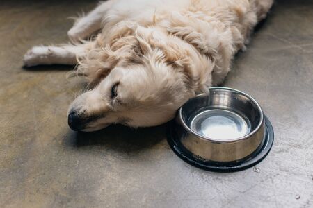 adorable golden retriever dog lying metal bowl on floor at homeの写真素材