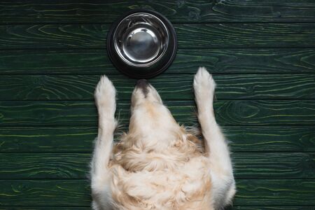 top view of golden retriever near bowl at home on wooden surfaceの写真素材