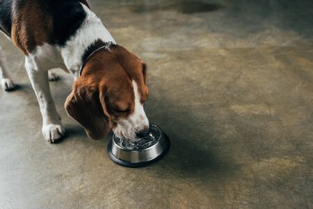 adorable beagle dog drinking water from bowl