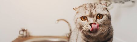 panoramic shot of cute grey scottish fold cat licking nose in kitchenの写真素材