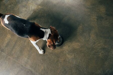 top view of beagle dog eating pet food from metal bowlの写真素材