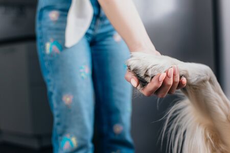 Cropped view of woman holding paw of golden retriever dogの写真素材