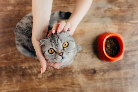 Cropped view of young woman stroking scottish fold catの写真素材