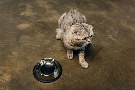 tabby cute grey scottish fold cat near bowl on floorの写真素材