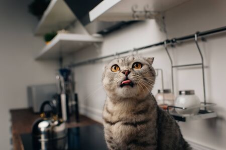 cute grey scottish fold cat sitting on Kitchen Counter and sticking tongue outの写真素材
