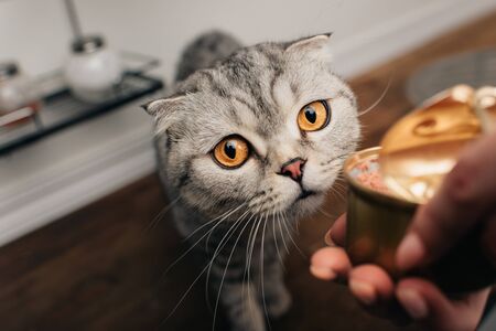 Cropped view of young woman giving adorable scottish fold cat pet food in canの写真素材