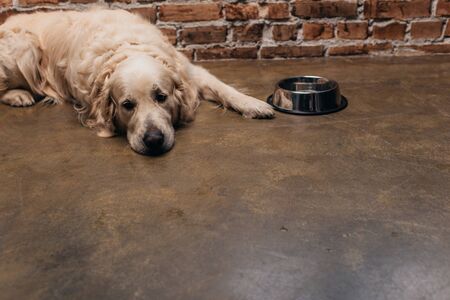 adorable golden retriever lying near bowl and brick wall at home