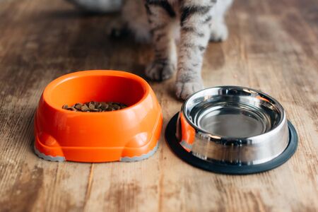 grey cat near bowls with water and pet food on floorの写真素材
