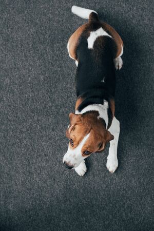 top view of adorable beagle dog lying on floorの写真素材