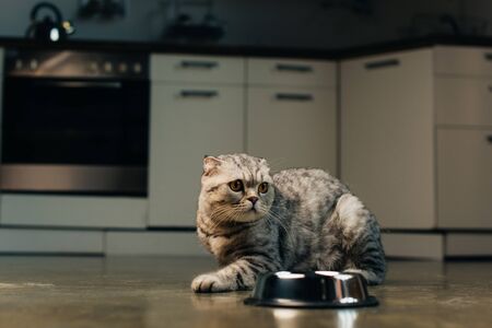 grey scottish fold cat near bowl on floor in kitchenの写真素材