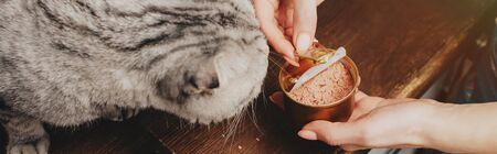 panoramic shot of young woman giving scottish fold cat pet food in canの写真素材