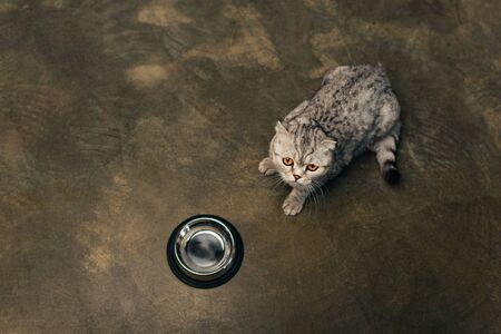 top view of scottish fold cat lying near bowl on floorの写真素材