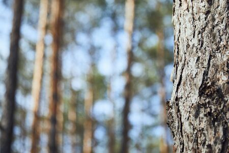 Close up view of tree textured bark in forest with copy space
